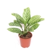 Aglaonema Stripes