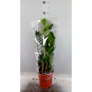Zamioculcas zamiifolia