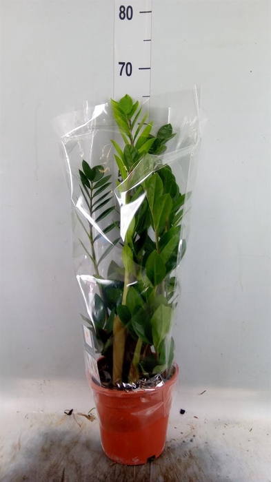 <h4>Zamioculcas zamiifolia</h4>