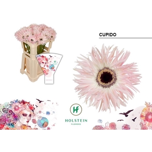 Gerbera Spider Cupido Water x40