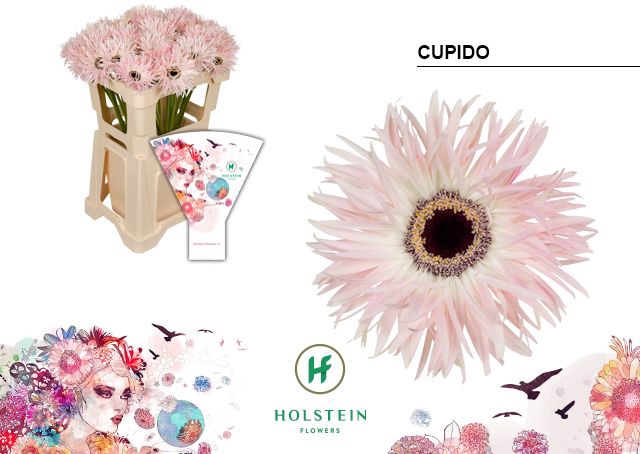 <h4>Gerbera Spider Cupido Water x40</h4>
