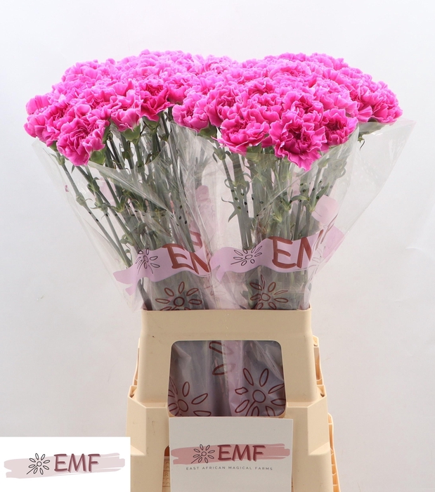 <h4>DI ST FARIDA</h4>