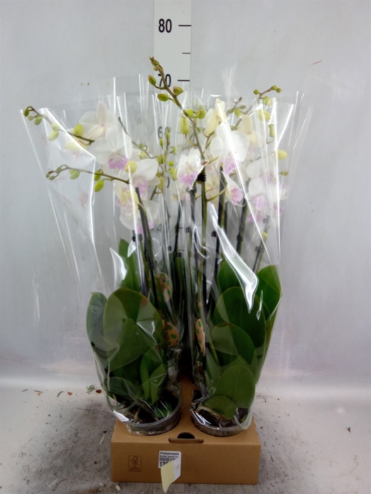 <h4>Phalaenopsis   ...</h4>