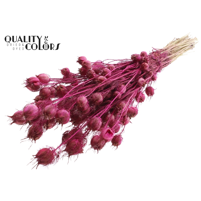 <h4>Nigella per bunch Lilac</h4>