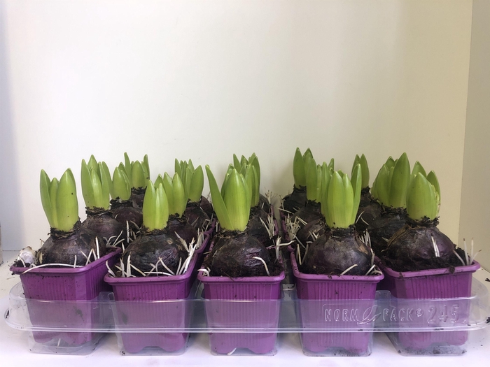 <h4>7 cm Hyacint Purple Sensation zonder etiket</h4>