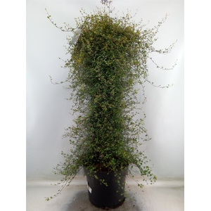Muehlenbeckia com. 'Mao'ri'