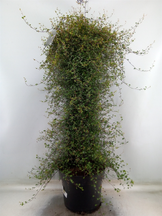 <h4>Muehlenbeckia com. 'Mao'ri'</h4>