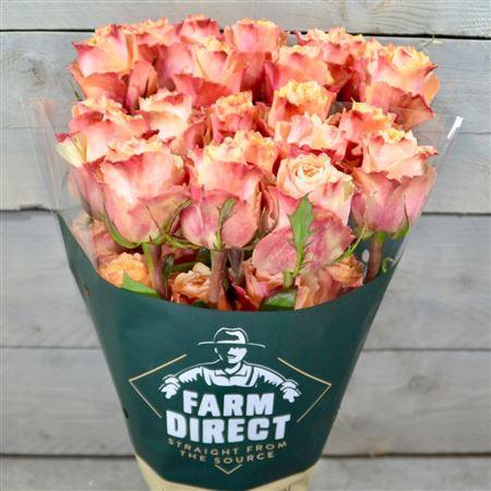 <h4>R Gr Carpe Diem</h4>