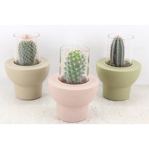 arr3 Demi - Cactus in glas standaard x8