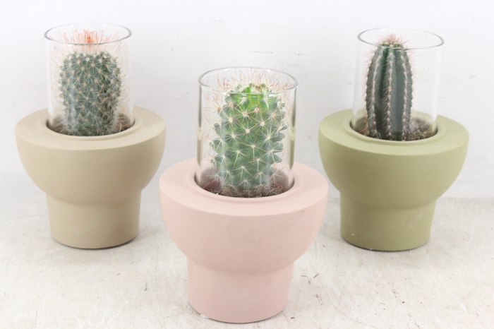 <h4>arr3 Demi - Cactus in glas standaard x8</h4>