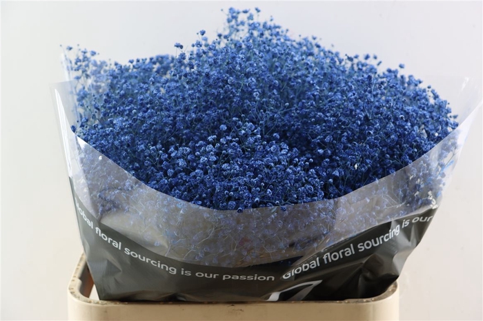 <h4>Gyps Grof Blue (dip)</h4>