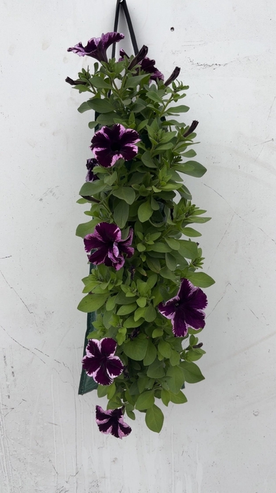 <h4>OVERIGE PERKPL</h4>