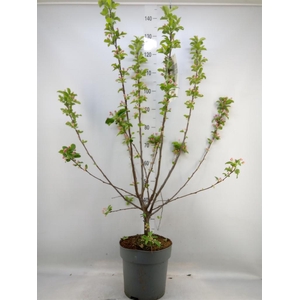 Malus  'Red Sentinel'