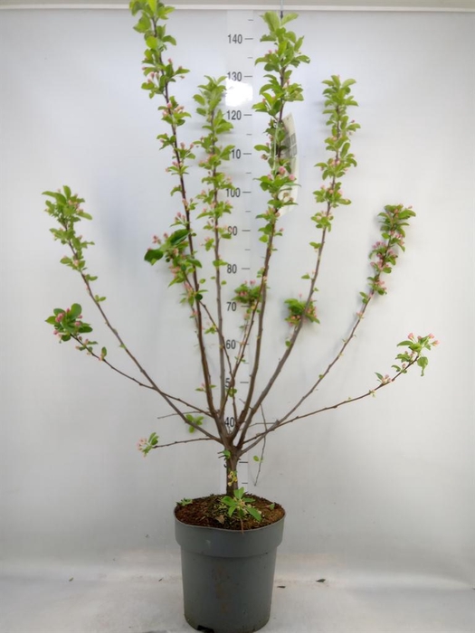 <h4>Malus  'Red Sentinel'</h4>