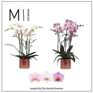 Mimesis Phal. Marvellous Mix - 50+ flowers 17cm in Didi Pink ceramic