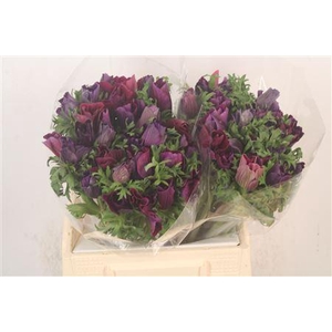 Anem Mistral Noir X L X25