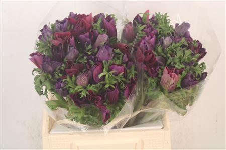 <h4>Anem Mistral Noir X25</h4>