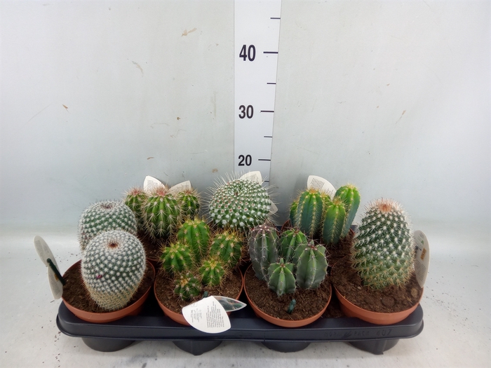 <h4>Cactus   ...mix</h4>