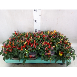 Capsicum annuum 'Torero Multic Red'