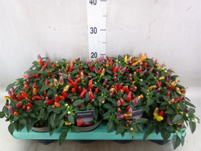 <h4>Capsicum annuum 'Torero Multic Red'</h4>