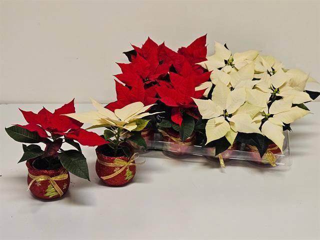 <h4>EUPHOR P GEM 2KL</h4>