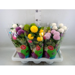 Chrysanthemum  'FlowPop'   ...mix