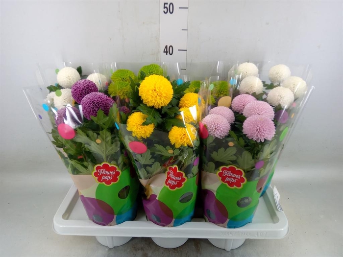<h4>Chrysanthemum  'FlowPop'   ...mix</h4>