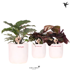 Kolibri Greens Calathea mix in Love pot mix