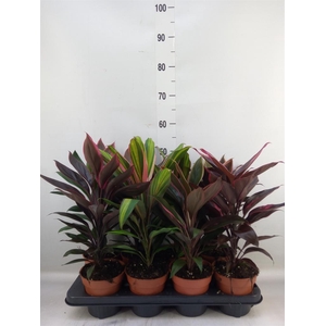 Cordyline   ...mix