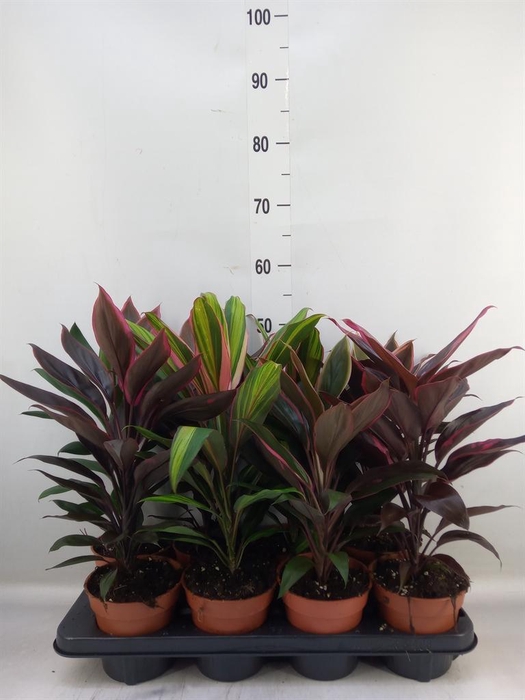 <h4>Cordyline ...mix</h4>