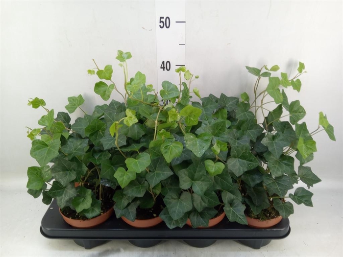 <h4>Hedera hibernica</h4>