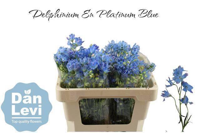 <h4>DELPH EN M PLAT BLUE</h4>