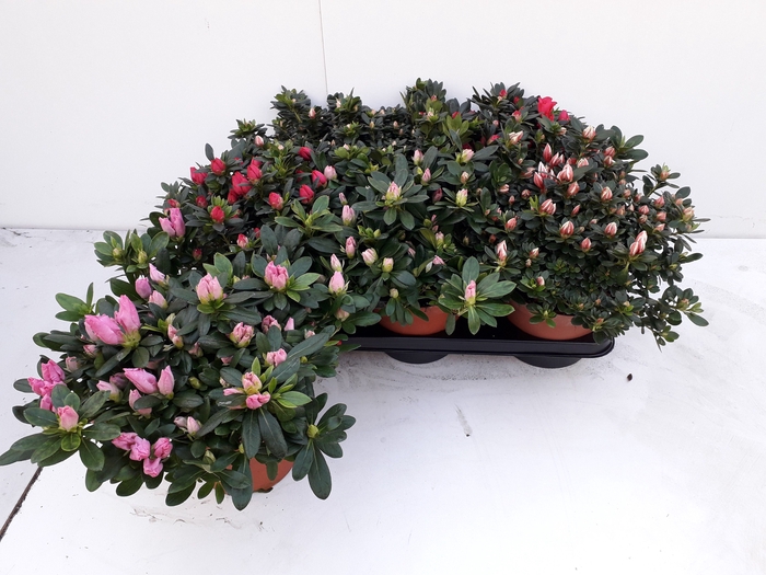<h4>RHODO SI GEM</h4>