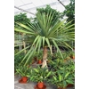Pandanus