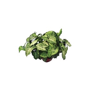 SYNGONIUM BUTTERFLY C21