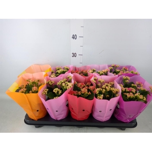 Kalanchoe blos. 'Perfecta'  ..mix 5