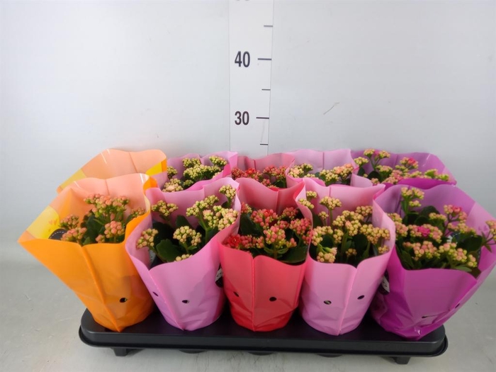 <h4>Kalanchoe blos. 'Perfecta'  ..mix 5</h4>