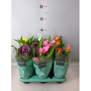 Zantedeschia   ...mix