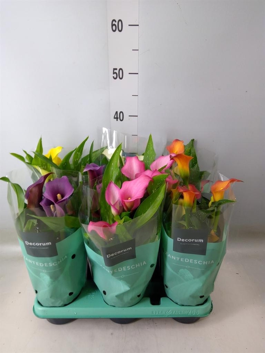 <h4>Zantedeschia   ...mix</h4>