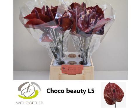 <h4>ANTH A CHOC BEAUTY</h4>