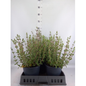 Nepeta faassenii 'Walkers Low'
