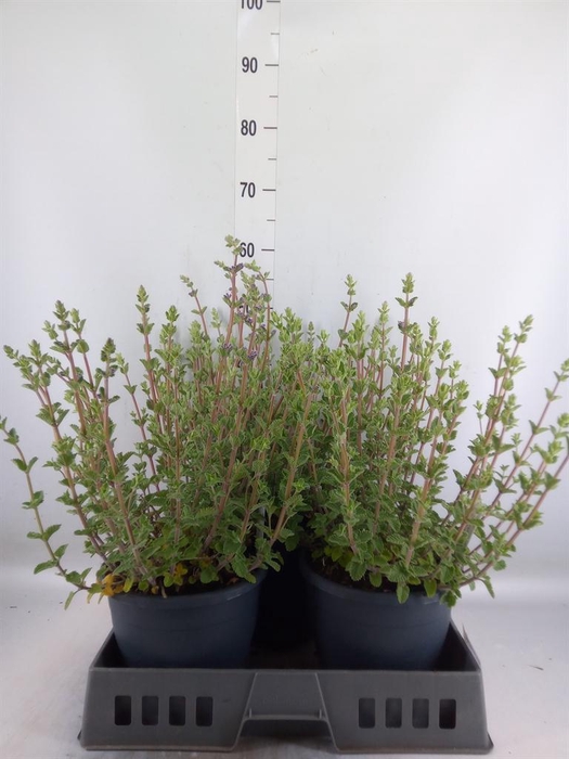<h4>Nepeta faassenii 'Walkers Low'</h4>