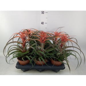 Tillandsia capitata 'Hermosa'