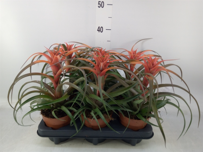 <h4>Tillandsia capitata 'Hermosa'</h4>