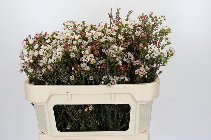 <h4>Chamelaucium Ella</h4>