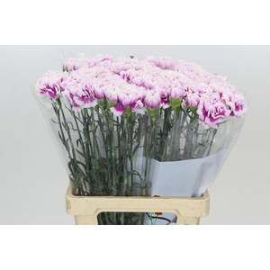 Dianthus St Laura