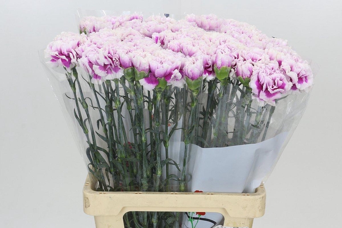 <h4>Dianthus St Laura</h4>
