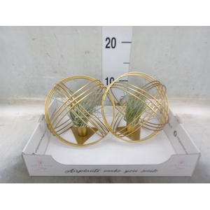 Tillandsia