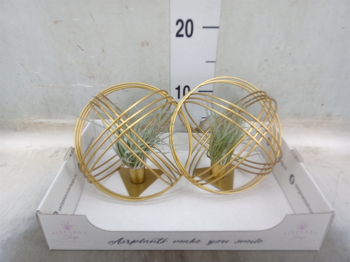 <h4>Tillandsia</h4>