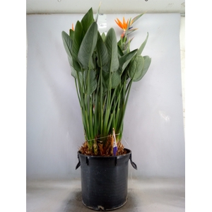 Strelitzia reg.